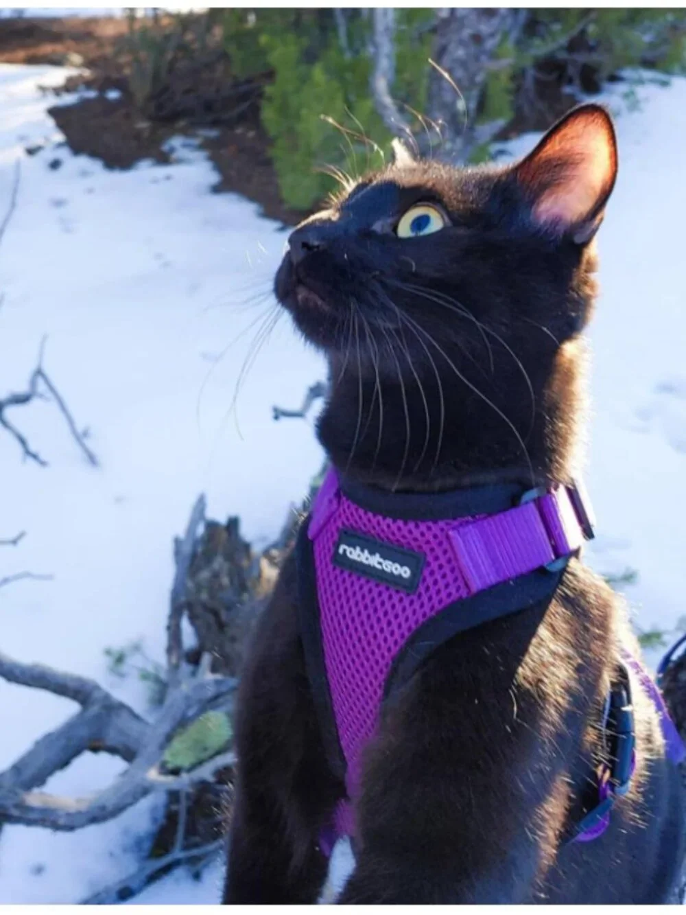 Rabbitgoo Escape Proof Cat Harness, Leash Set NW0T